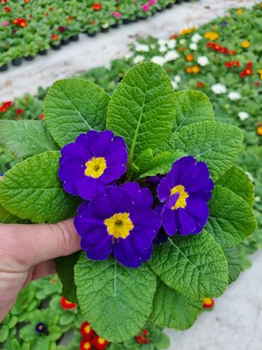 Otaq bitkiləri: 1Gullerin satişi unvanniza odenişli çatrlmada var karistan karpiz — 21