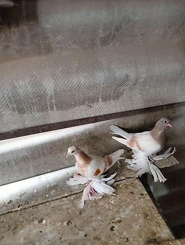 Птицы: Продаю молодых голубей 1 шт стоит пятьсот сом окончательно родители — 3