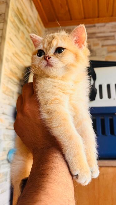 Pişiklər: Şotland, Dişi, Yaxşı əllərə, Ünvandan götürmə, Pulsuz çatdırılma, Ödənişli çatdırılma — 32