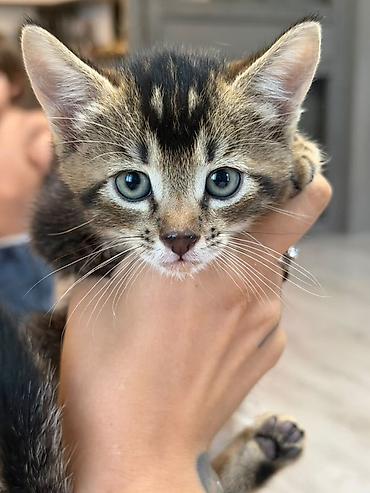 абиссинский кот: Котята в добрые руки 2 мальчика 1 девочка Мама абиссинка, папа — 1