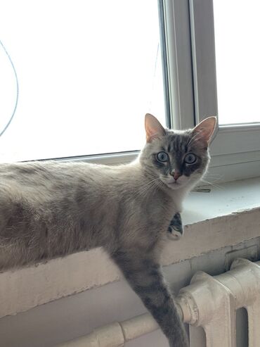 Отдам даром кошку: Кошка даром: Сиамская, 5 лет, Мальчик, Кастрирована, Приучена к лотку, Проглистована