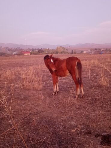 Atlar: Dişi, il: <1 -da lalafo.az — 10 Atlar: Dişi, il: <1 — 10