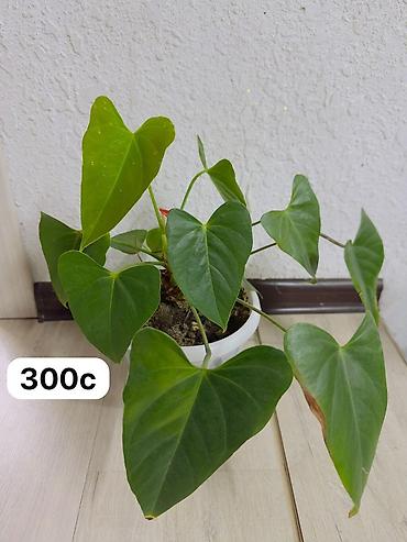 Спецодежда: Бул товарлар сатылат арзан баада жакшы качестводогу кийимдер at lalafo.kg — 20 Спецодежда: Бул товарлар сатылат арзан баада жакшы качестводогу кийимдер — 20