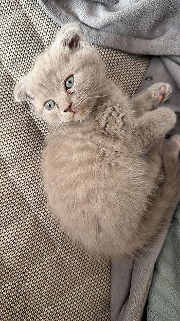 Pişiklər: Şotland — 10