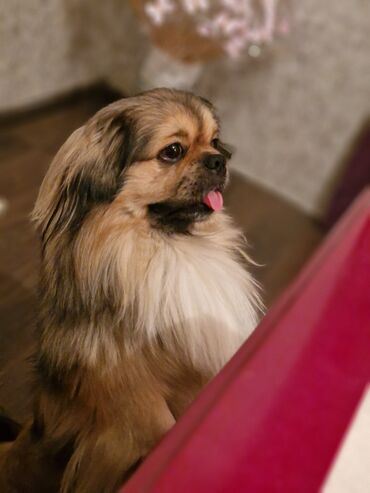 tula it: Pekines, 2 il, Erkek, Peyvəndli, Ünvandan götürmə