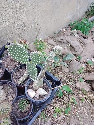 kalatea slike: Kolekcija kaktusa – više vrsta u saksijama - Opuntia (indijska — 2