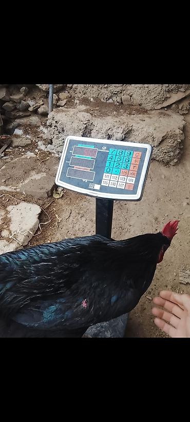 Куры, петухи: Продаю | Петух | Для разведения — 10