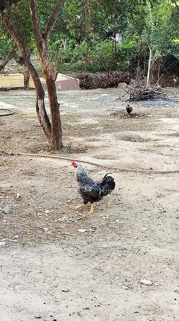 cins xoruz harda banliyar: Sağlam cavan xoruzdu — 1