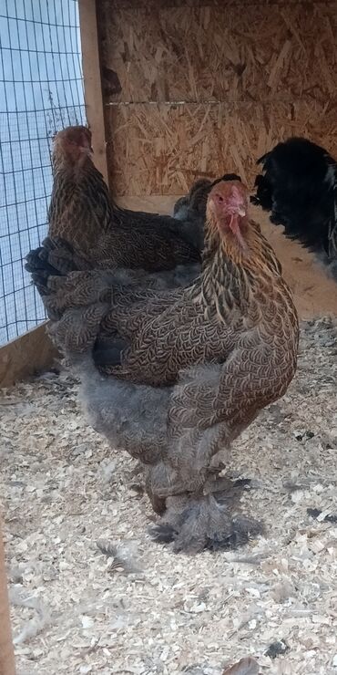 куры домашние купить: Брама курапачатый 2 курица