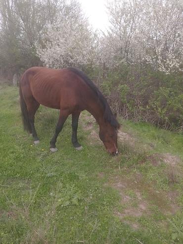 Atlar: Erkək, il: 5, Ünvandan götürmə — 7