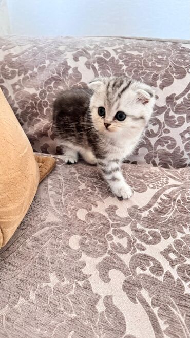 Pişiklər: Şotland yastı qulaq, Erkək, Dişi, Yaxşı əllərə, Ünvandan götürmə, Pulsuz çatdırılma, Ödənişli çatdırılma — 57