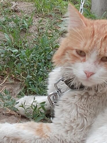 домашние вещи: Г.Ош Кот. В хорошие руки персидский кот. Видно, что домашний Писать и