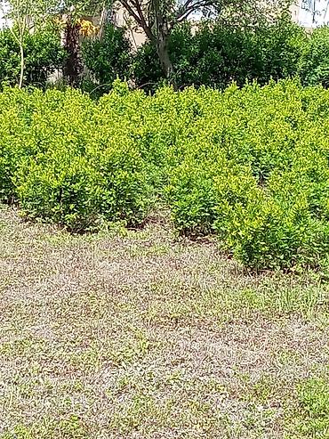 malc: Həmişəyaşıl dekorativ çit və topiar bitkiləri – Ligustrum (Privet) - — 2