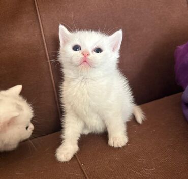 Pişiklər: Şotland, Dişi -da lalafo.az — 10 Pişiklər: Şotland, Dişi — 10