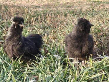 Куры, петухи: Продаю | Куры | Для разведения — 6