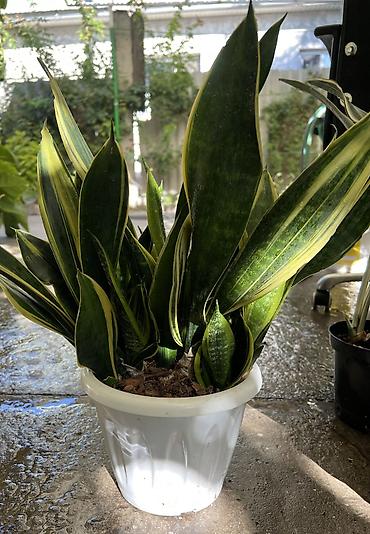 тещин: Сансевиерия (Sansevieria, «тещин язык») – компактные комнатные — 8