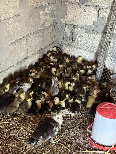 Heyvanlar: Muskovi ördək balaları (indo ducklings) - Cins: muskovi (ördəyi) — 1