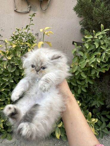 Pişiklər: Fars -da lalafo.az — 16 Pişiklər: Fars — 16