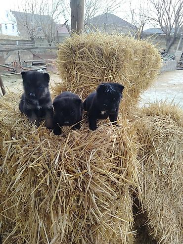 İtlər: Nemes afçarka sı 2 ədəd erkək — 5