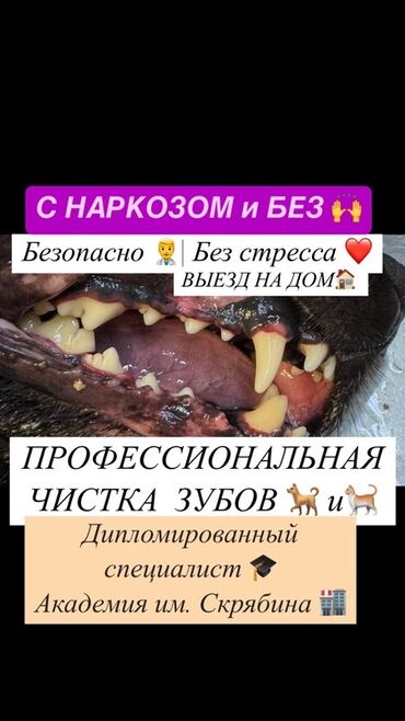 собака доберман сколько стоит: Профессиональная ультразвуковая чистка зубов для вашего любимца на