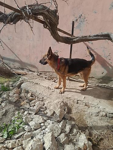 İtlər: Alman çoban iti, 3 il, Dişi, Ünvandan götürmə — 12