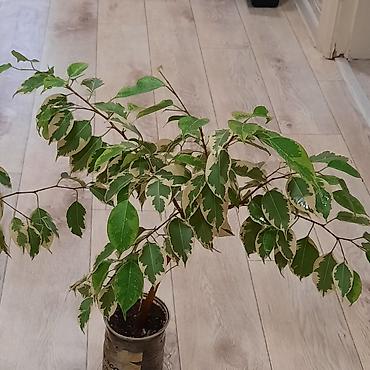 шеффлера: Комнатные растения в декоративных горшках: 1) Шеффлера (Schefflera — 7