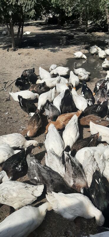 pekin ordək: Salam ordekler satilir hamsi saglamdi novleri Kuban, başkir,Pekin