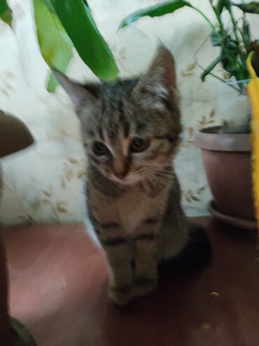 Отдам даром кошку: КОШКИ И КОТЯТА У НАС ПРИЮТ любой окрас есть можете выбрать у нас — 26