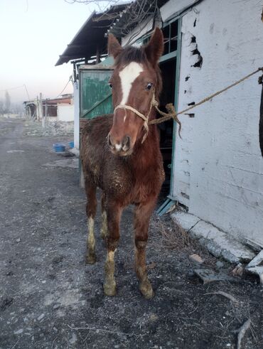 Лошади, кони: Продаю | Жеребенок | Конный спорт | Племенные — 1