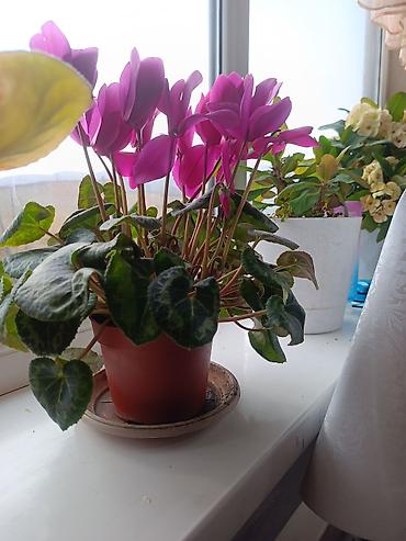 Другие комнатные растения: Срочна ❗ Комнатный гулдордун турлору коп. Баарын жакшы баада берем — 21