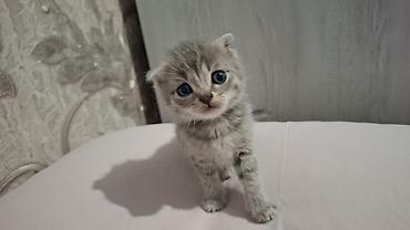 Pişiklər: Britain Şotland Bala Pişikler Satılır! 5 denedir 1ay 10gunluy — 4