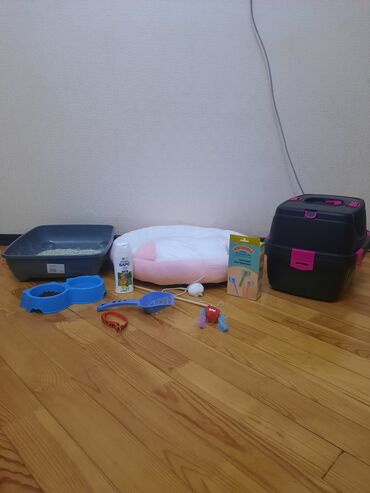 Pişiklər: Tabbi, Yaxşı əllərə — 6