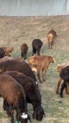 Бараны, овцы: Продаю | Баран (самец) — 2