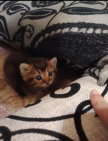 ev pisikleri qiymeti: Qızıl şinşilla, Erkək, Dişi, Yaxşı əllərə, Ünvandan götürmə — 3