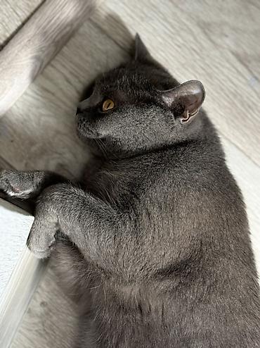коты британские: Британская короткошёрстная, 4 года, Девочка, Серый, Кастрирована, Приучена к лотку — 3