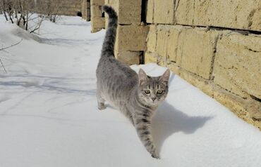 Pişiklər: Dişi, Yaxşı əllərə, Pulsuz çatdırılma — 5