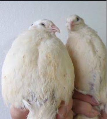 qefes: Ağ (albino) bildirçinlər - Cins: Evdə saxlanılan ağ bildirçin - Rəng — 1