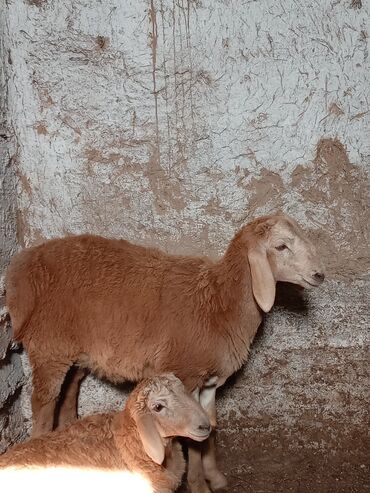 рамановские овцы: Продаю | | Арашан | Для разведения | Племенные
