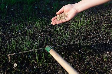 семена суданка: 🌱 RABUSTICA Газон Уругу — калың, жашыл жана кооз газон үчүн мыкты — 3