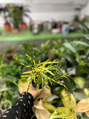 Другие комнатные растения: Представляем ассортимент декоративно-лиственных растений, которые — 16