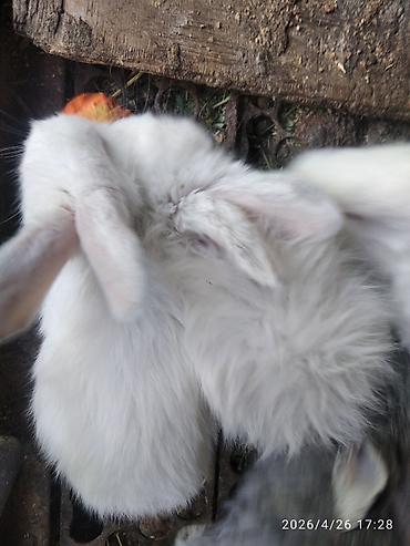 Кролики: Продаю | Крольчата — 10