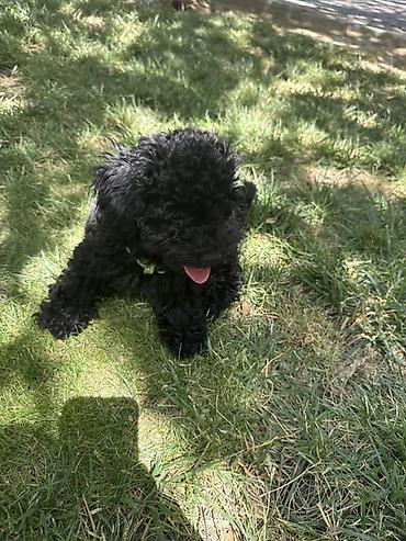 köpekler: Pudel, 4 ay, Erkək, Sənədli, Ünvandan götürmə — 2