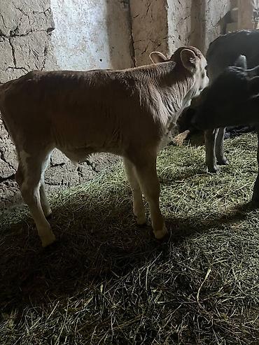 Коровы, быки: Продаю | Музоо, торпок | Алатауская | На откорм | Искусственник — 9