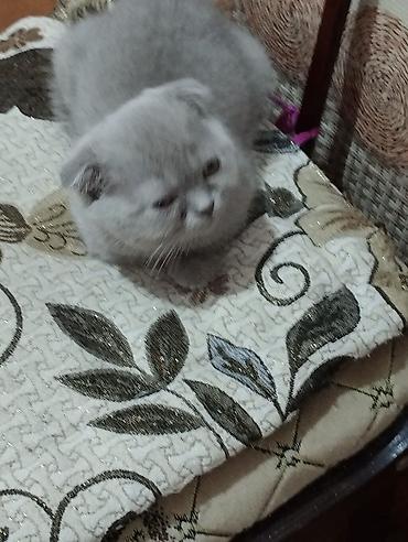 рэгдолл кошка: Котята шотландской породы самостоятельные,серые 2 мальчика бежевая — 9