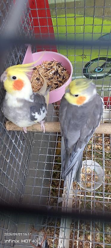 Попугаи: Məhsul: Nimfa tutuquşuları (Cockatiel) cütlüyü Xüsusiyyətlər: - Növ — 1