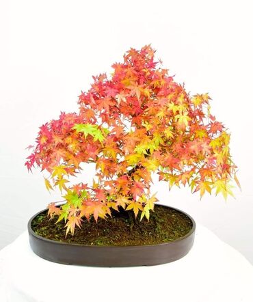 Semena i sadnice: Sakura Bonsai mini japanska trešnja seme
Cena: 650din/5 semenki — 8