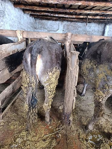 Коровы, быки: Продаю | Корова (самка), Тёлка | Полукровка | На забой | Привязанные — 9