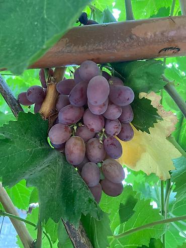 Виноград: Продаю Саженцы Винограда, есть разные сорта: Юлиан, Ризомат, кишмиш — 3