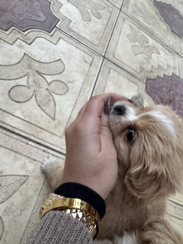 İtlər: Pekines, 2 ay, Peyvəndli — 14