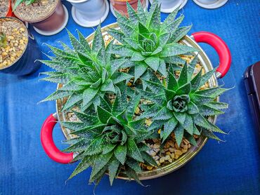kala gülünün faydaları: Aloe Aristata. Pemza, perlit, torf, kokobit ve komur qarishiqi torpaqa